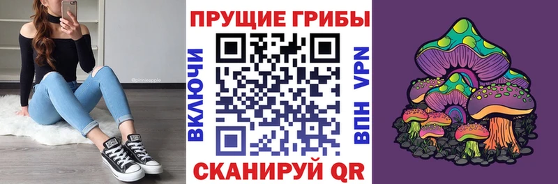 купить наркотик Салаир Псилоцибиновые грибы Psilocybine cubensis